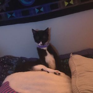 Meet your Posher, Oostine